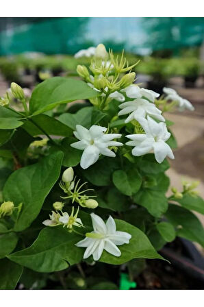 Yoğun Kokulu Ful Yasemin Çiçeği Sarmaşık Bitki 30-50cm(Jasminum grandiflorum)
