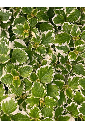 Plectranthus Forsteri Kokulu Sarkısı Tür Benjamin Çiçeği Saksılı 10-20 cm