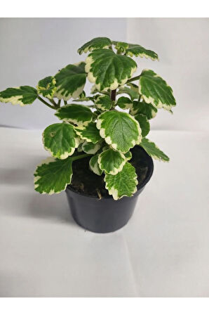 Plectranthus Forsteri Kokulu Sarkısı Tür Benjamin Çiçeği Saksılı 10-20 cm