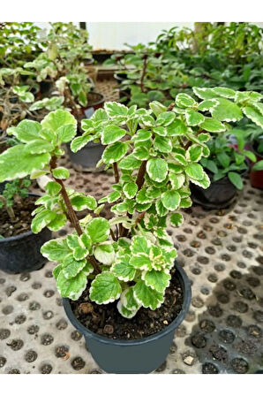 Plectranthus Forsteri Kokulu Uzayan Tür Benjamin Çiçeği Saksılı 10-20CM