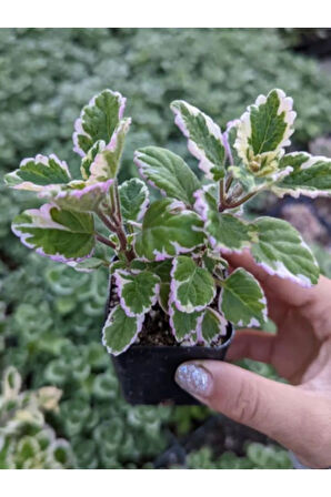 Mini Özel Tür Kokulu Benjamin Çiçeği Fidanı Saksılı 1 ADET 10-20CM