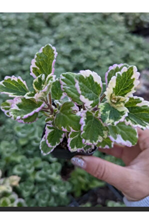 Mini Özel Tür Kokulu Benjamin Çiçeği Fidanı Saksılı 1 ADET 10-20CM