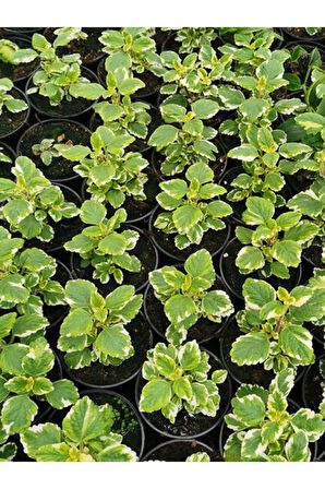 Kokulu Benjamin Çiçeği Mini Boy 1 ADET Saksılı 10-20 cm