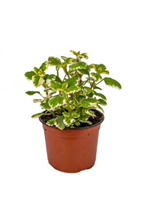 Mis Kokulu (Plectranthus Forsteri) Çiçeği Saksılı 1 ADET 10-20CM