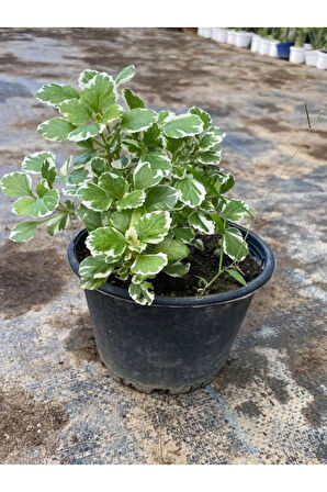 Mis Kokulu (Plectranthus Forsteri) Çiçeği Saksılı 1 ADET 10-20CM