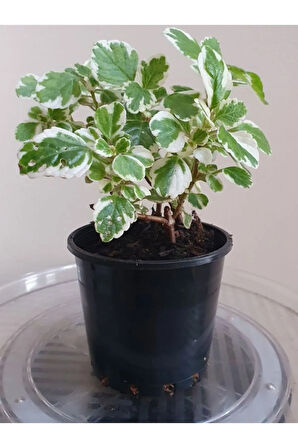 Mis Kokulu (Plectranthus Forsteri) Çiçeği Saksılı 1 ADET 10-20CM
