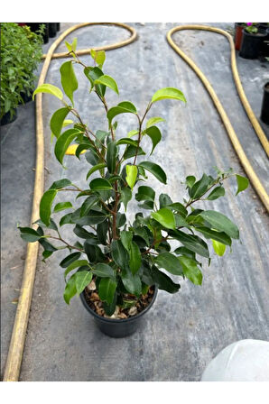 Ficus Benjamina Salon Ofis Bitkisi Yeşil Benjamin 1 ADET 40-60Cm
