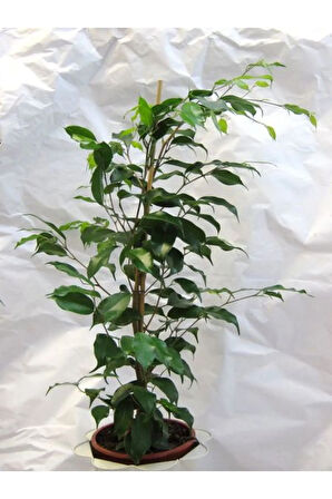 Ficus Benjamina Salon Ofis Bitkisi Yeşil Benjamin 1 ADET 40-60Cm