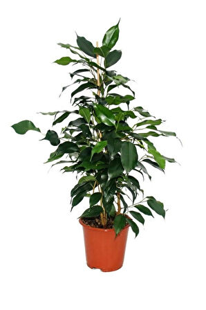 Yeşil Yapraklı Canlı Ev ofis Salon Bitkisi 30-60cm Ficus Benjamina