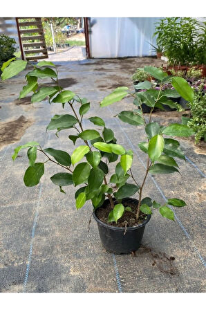 Yeşil Yapraklı Canlı Ev ofis Salon Bitkisi 30-60cm Ficus Benjamina