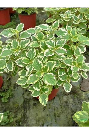 Canlı Formlu Kokulu Benjamin Çiçeği 1 ADET Saksılı (Plectranthus Forsteri)