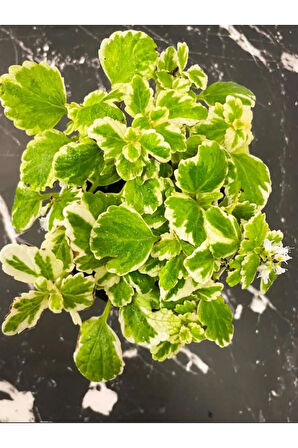 Canlı Formlu Kokulu Benjamin Çiçeği 1 ADET Saksılı (Plectranthus Forsteri)