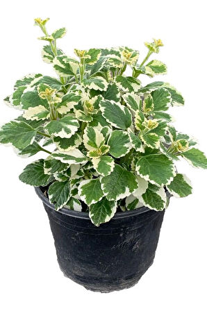 Canlı Formlu Kokulu Benjamin Çiçeği 1 ADET Saksılı (Plectranthus Forsteri)