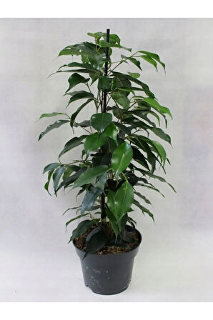 Canlı Benjamin Çiçeği 1 ADET Saksılı 40-60cm Ficus Benjamina