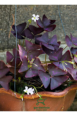 Süs Yoncası Uyku Çiçeği 15-25Cm Oxalis triangularis