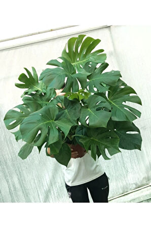 Kampanyalı Monstera/deve Tabanı Dolgun Form