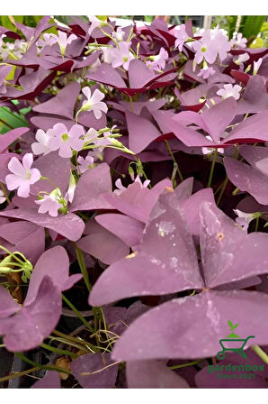 Mor Süs Yoncası Çiçeği 20-30Cm 1 ADET Canlı Çiçel Oxalis triangularis