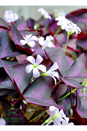 Mor Yonca Çiçeği Süs Yoncası 1 ADET 15-25Cm (Oxalis triangularis)