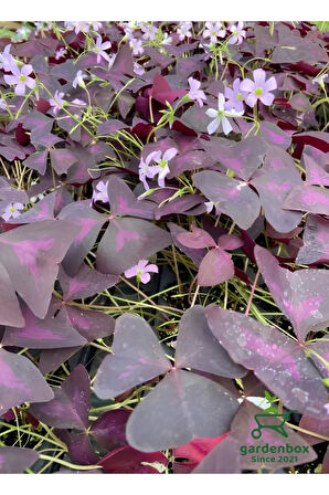 Formlu Mor Süs Yoncası Çiçeği 20-30Cm 1 ADET Canlı Çiçel Oxalis triangularis