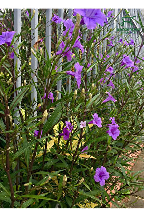 Mor Meksika Petunyası 1 ADET Saksılı 30-60Cm (Purple Ruelya)