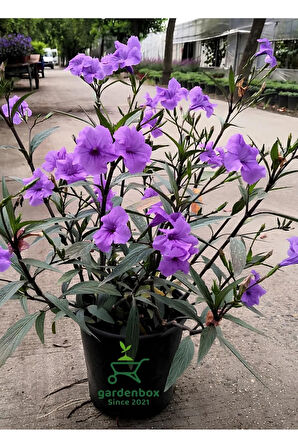 Mor Meksika Petunyası 1 ADET Saksılı 30-60Cm (Purple Ruelya)