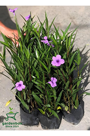 Meksika Petunyası 4 ADET Saksılı 30-50Cm Dış Mekan Bahçe Çiçeği