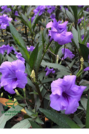 Ruelya Meksika Petunyası Mor Renk 30-60Cm Saksılı