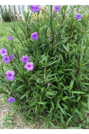 Ruelya Meksika Petunyası Mor Renk 30-60Cm Saksılı