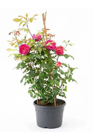 Canlı Saksılı Gül Fidanı Seti  5 ADET Kokulu Gül Pembe+Sarı+Kırmızı+Turuncu+Beyaz 30-50Cm