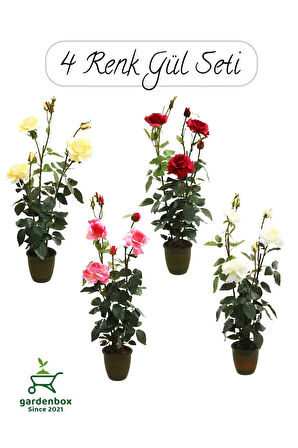 Saksılı Gül Seti Kokulu 4 ADET Yediveren Gül Sarı+Kırmızı+Pembe+Beyaz Renk 30-50Cm