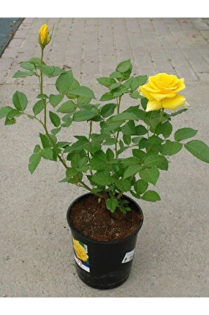 Saksılı Gül Seti Kokulu 4 ADET Yediveren Gül Sarı+Kırmızı+Pembe+Beyaz Renk 30-50Cm