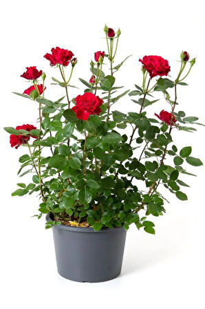 Saksılı Gül Seti Kokulu 4 ADET Yediveren Gül Sarı+Kırmızı+Pembe+Beyaz Renk 30-50Cm