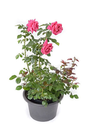 Saksılı Gül Seti Kokulu 4 ADET Yediveren Gül Sarı+Kırmızı+Pembe+Beyaz Renk 30-50Cm