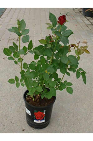 Bahçe Gülü Seti  5 ADET Kokulu Yediveren Gül Kırmızı+Pembe+Sarı+Beyaz+Turuncu  30-50Cm