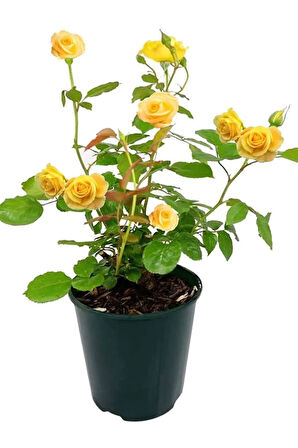 Bahçe Gülü Seti  5 ADET Kokulu Yediveren Gül Kırmızı+Pembe+Sarı+Beyaz+Turuncu  30-50Cm