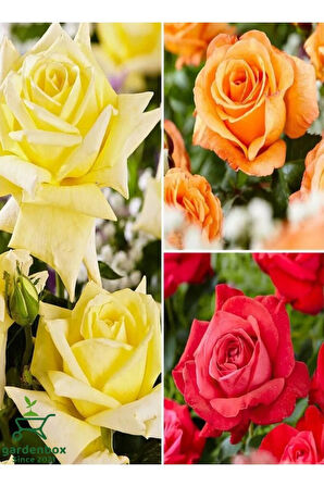 Yediveren Saksılı Kokulu 3 ADET Gül Fidanı Seti Sarı+Turuncu+Kırmızı