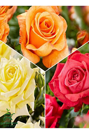 Yediveren Saksılı Kokulu 3 ADET Gül Fidanı Seti Turuncu+Sarı+Kırmızı