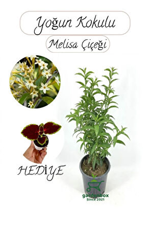Kokulu Melisa Çiçeği Saksılı 30-50Cm +Yaprak Güzeli Hediye