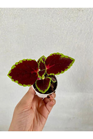 Kokulu Melisa Çiçeği Saksılı 30-50Cm +Yaprak Güzeli Hediye