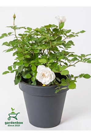 Beyaz Gül Fidanı Yediveren Salon Gülü 20-40Cm (White Rose)