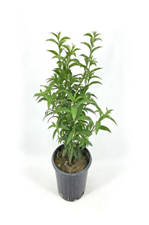 Cestrum Nocturnum Melisa Parfüm Çiçeği 1 Adet Saksılı 30-50Cm
