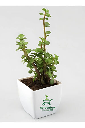 Cestrum Nocturnum Melisa Parfüm Çiçeği 1 Adet Saksılı 30-50Cm