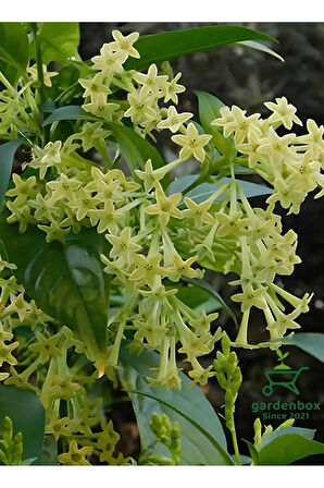Cestrum Nocturnum Melisa Parfüm Çiçeği 1 Adet Saksılı 30-50Cm