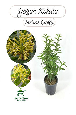 Melisa Parfüm Çiçeği 30-50Cm 1 ADET (Cestrum Nocturnum)