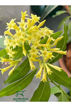 Melisa Parfüm Çiçeği 30-50Cm 1 ADET (Cestrum Nocturnum)