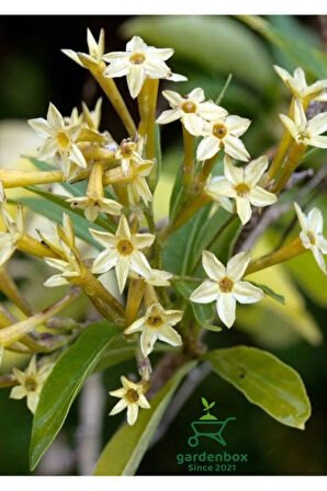 Melisa Parfüm Çiçeği 30-50Cm 1 ADET (Cestrum Nocturnum)