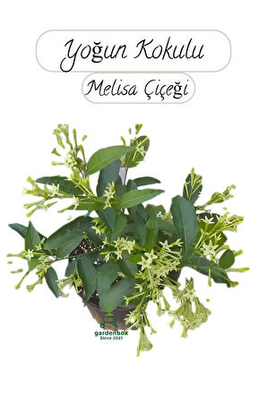 Saksıda Melisa Çiçeği 30-40Cm Gece Sefası Çiçeği