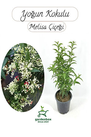 Melisa Çiçeği Yoğun Kokulu 1 ADET 30-40Cm Saksılı(Cestrum Nocturnum)