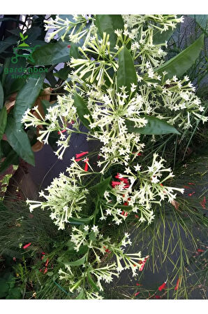 Melisa Çiçeği Yoğun Kokulu 1 ADET 30-40Cm Saksılı(Cestrum Nocturnum)