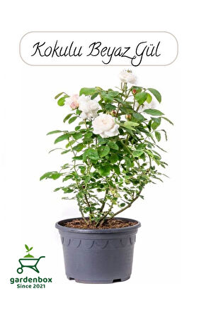 Saksılı Beyaz Renk Gül Fidanı 1 ADET 30-50Cm Bahçe Gülü